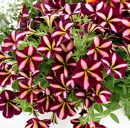 Petūnija 'Black Cherry Stripes'